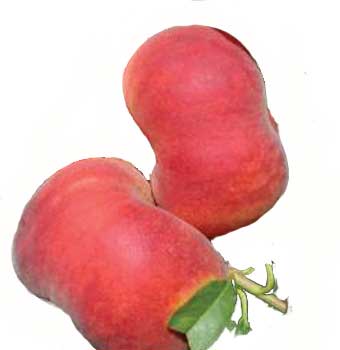 Peach fruit