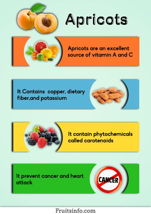 Apricots Infographic