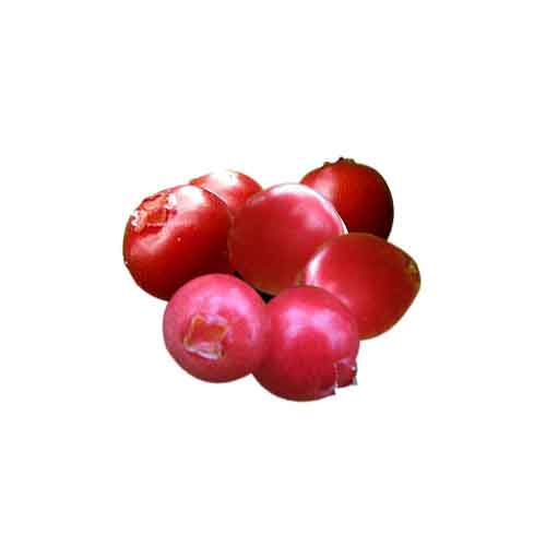 lingonberry fruit