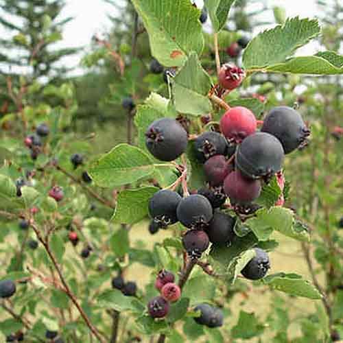 Saskatoonberry Fruit Nutrition Facts Saskatoonberry Fruit Health Benefits