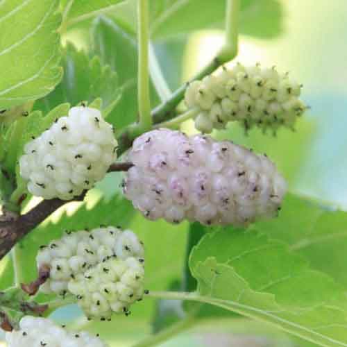 White Mulberry | Nutrition facts-White Mulberry | Health benefits