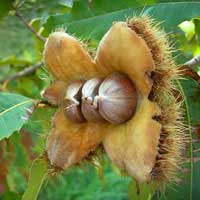 american chestnut 2