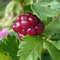 broad leaf bramble 3