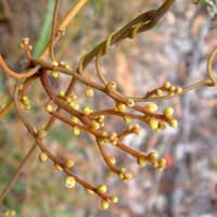 dodder laurel 3