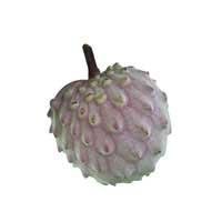 Ilama fruit 3