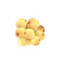 marula fruit 2