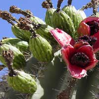 saguaro fruit 1
