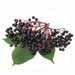 American Black Elderberry