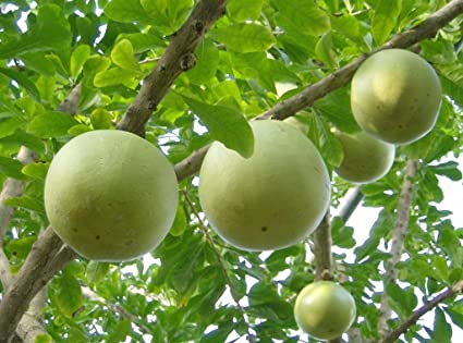 Golden Apple (June Plum) - MNIB Grenada