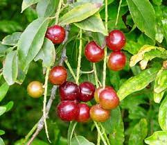 Capuli cherry