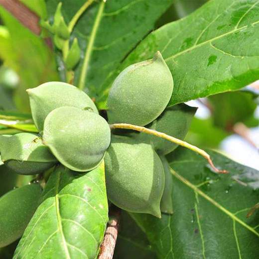 indian almond