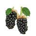 Marionberry