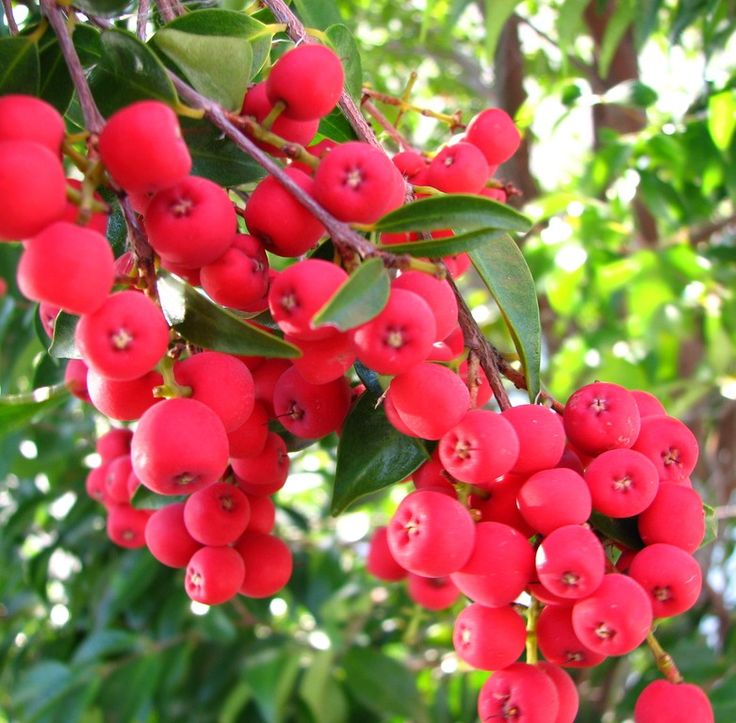 The Spectacular Carbh Present from the Emu Berry Fruit