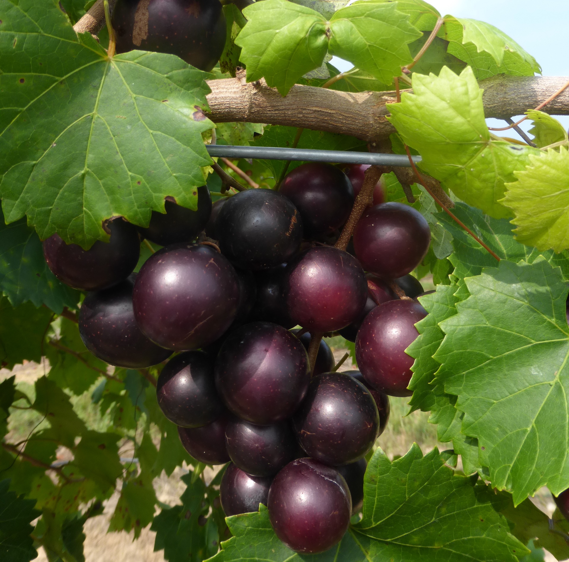 muscadine