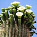 saguaro fruit