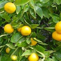 tangelo fruit tree