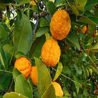 bush lemons