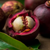 mangosteen-fruit