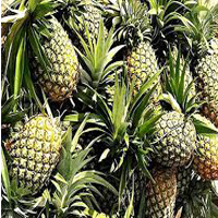 cabezona pineapple